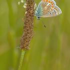 polyommatus icarus