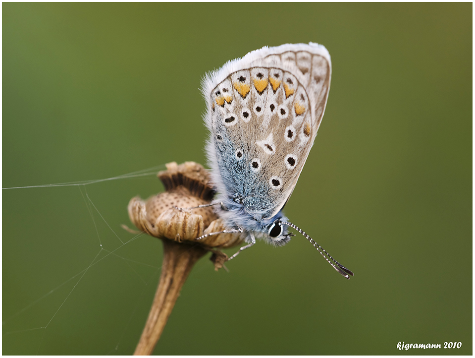 Polyommatus icarus.....