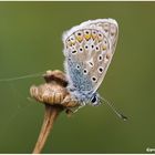 Polyommatus icarus.....