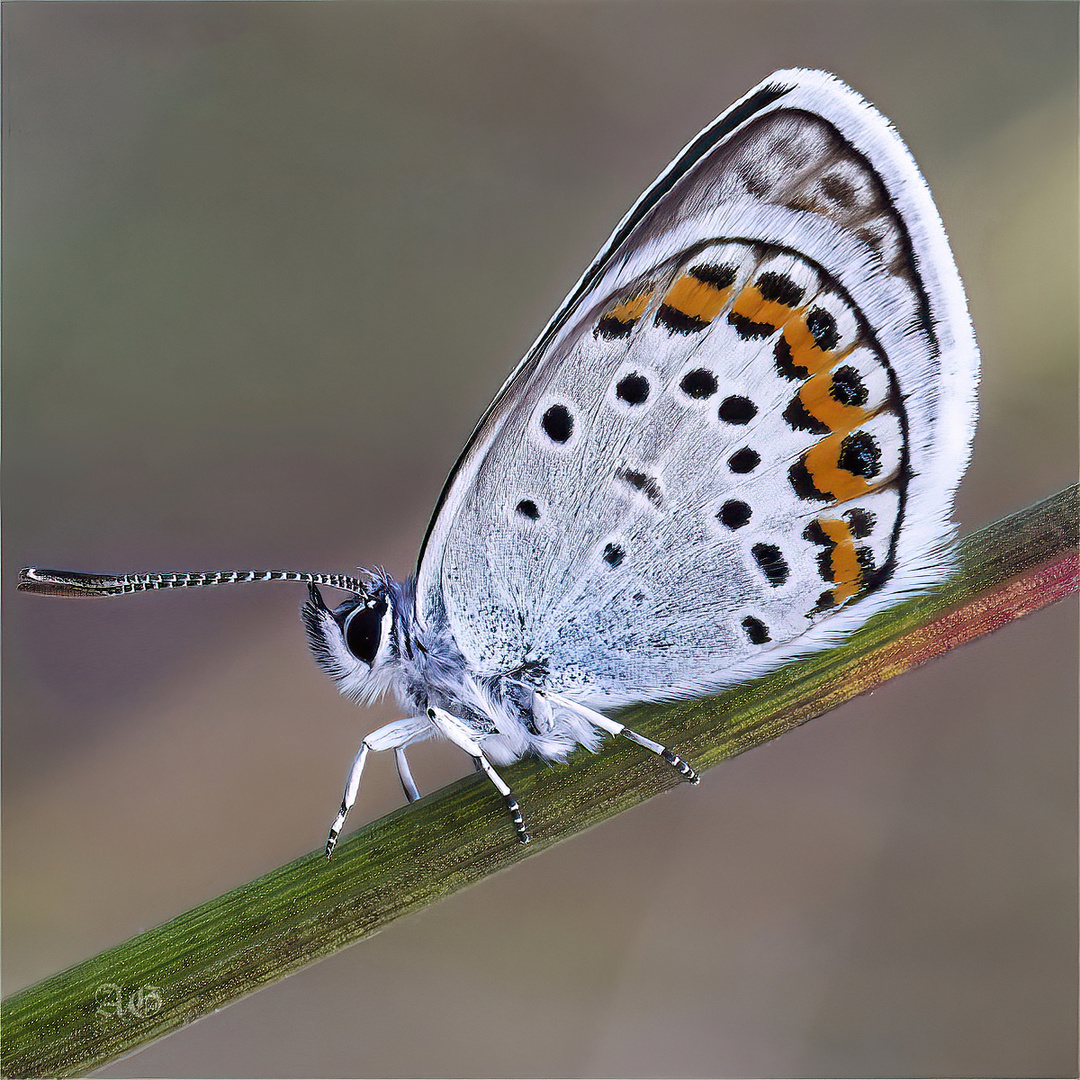 Polyommatus icarus