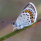 Polyommatus icarus