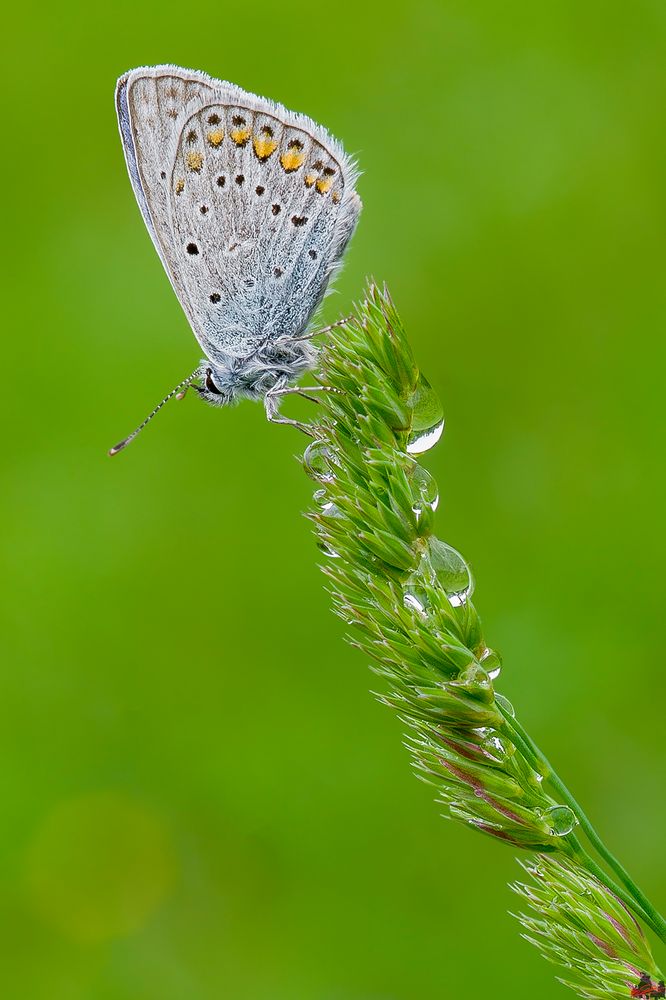 Polyommatus icarus