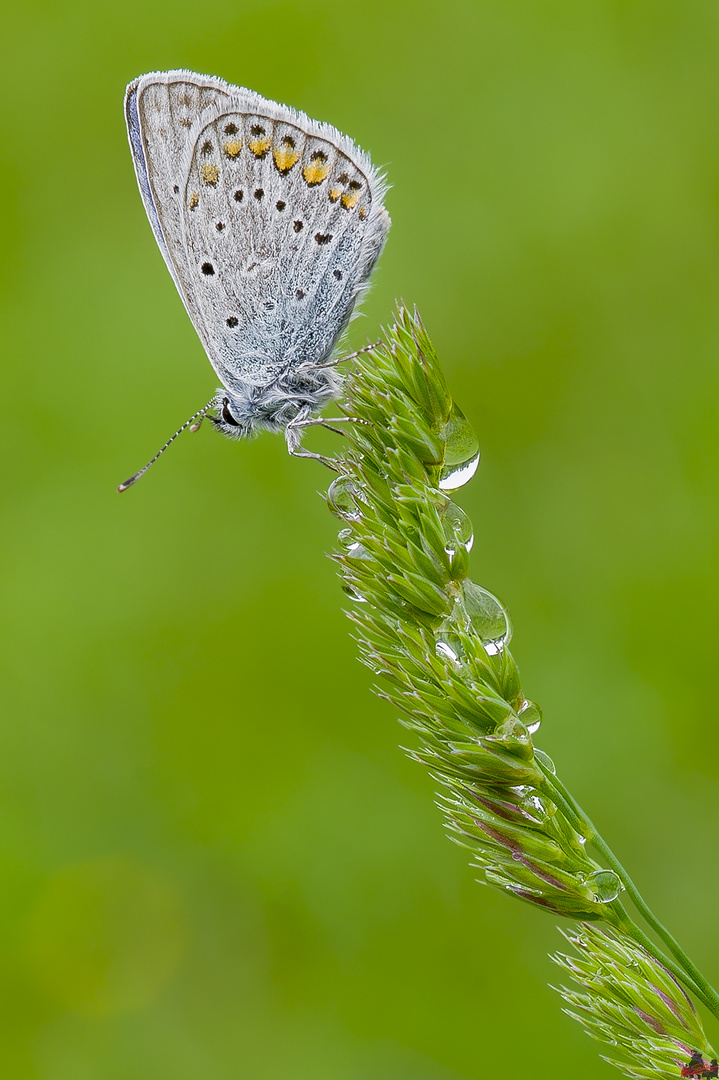 Polyommatus icarus