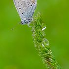 Polyommatus icarus