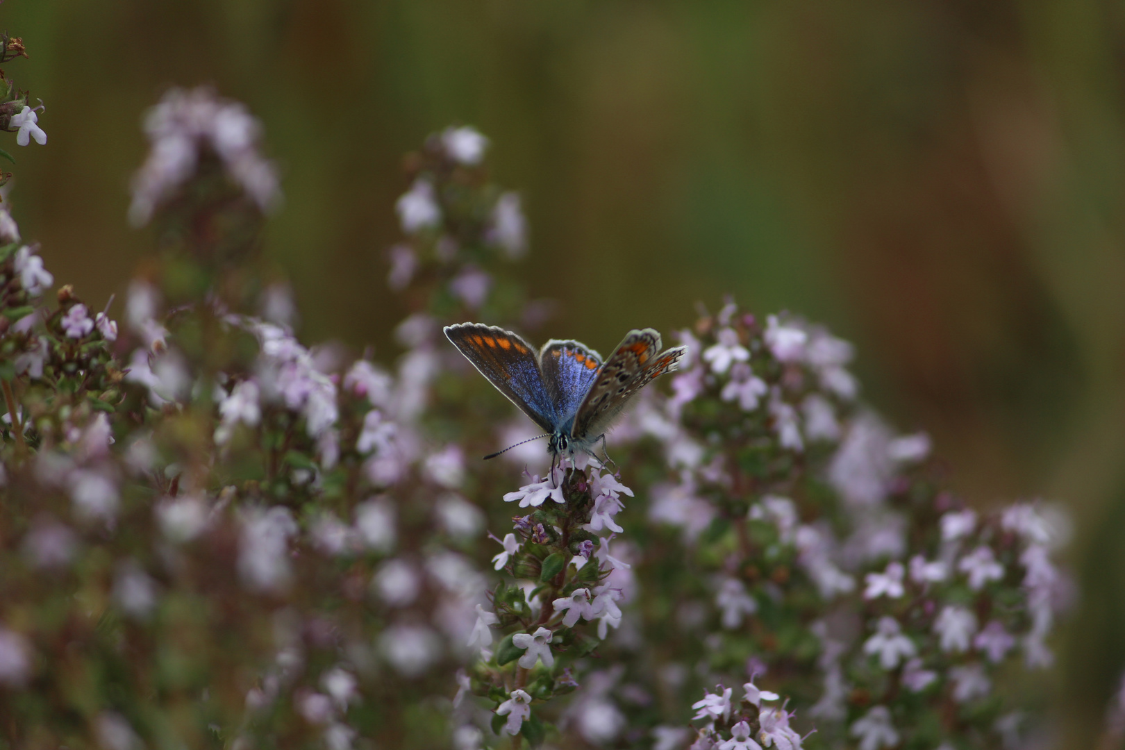 Polyommatus icarus ?