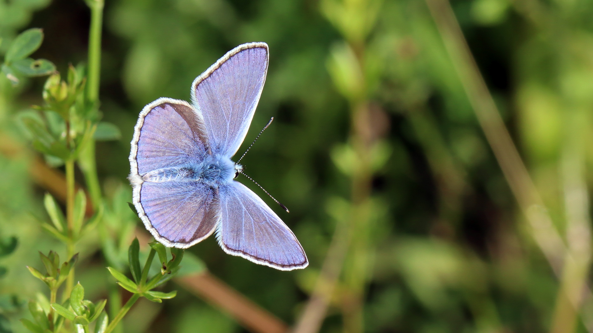 Polyommatus icarus