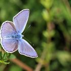 Polyommatus icarus