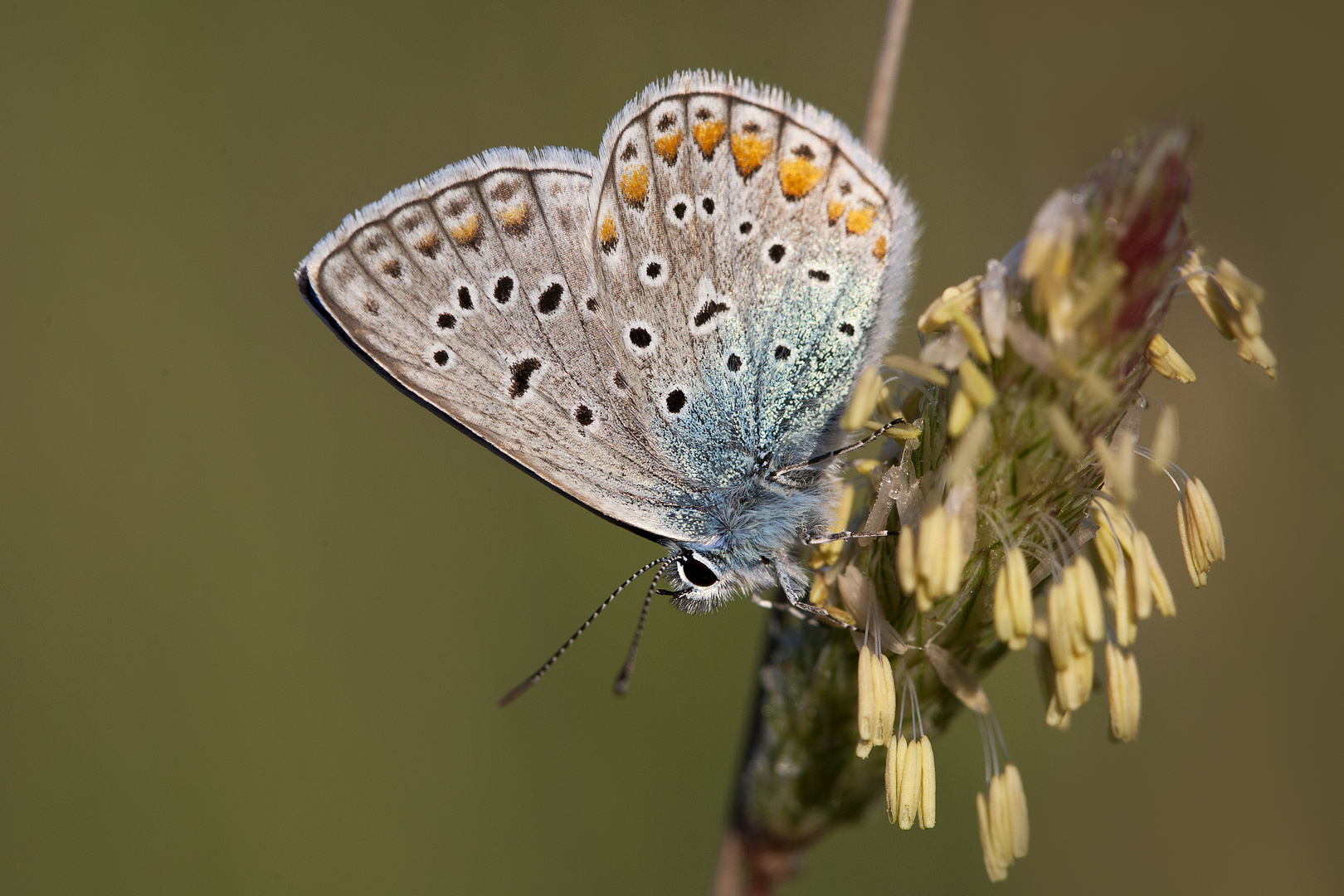 Polyommatus icarus