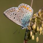 Polyommatus icarus