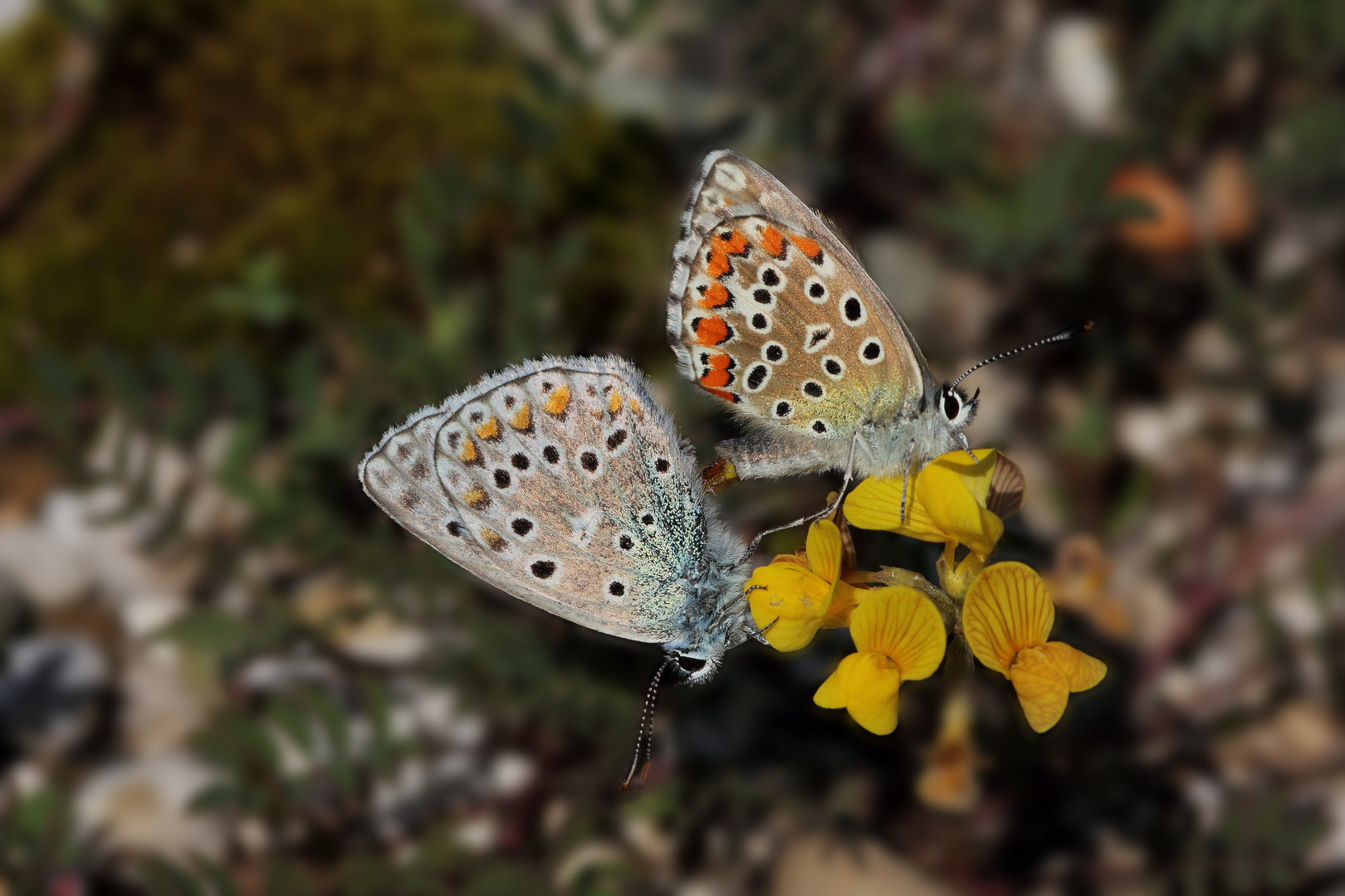 Polyommatus Icarus