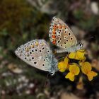 Polyommatus Icarus