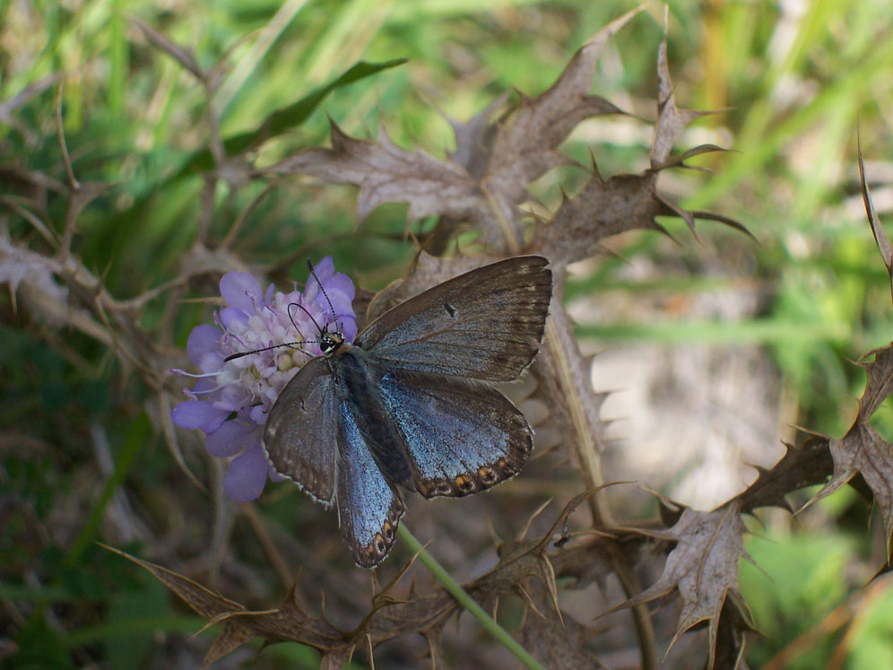 Polyommatus icarus