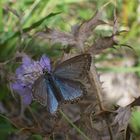 Polyommatus icarus