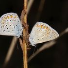 Polyommatus icarus