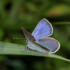 Polyommatus icarus - Gemeiner oder Hauhechel-Bläuling - welcher das ist, wußte ich bisher nicht.