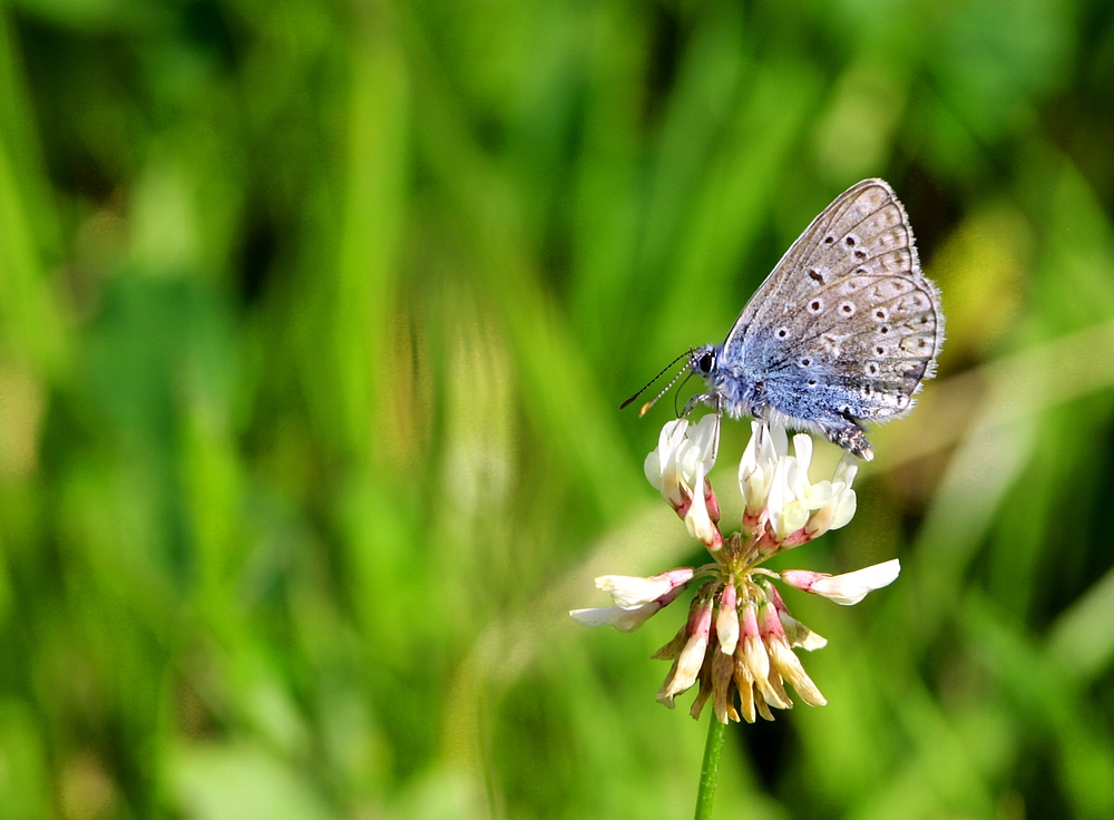 Polyommatus icarus (Hanhechel-Bläuling) in der Wiese