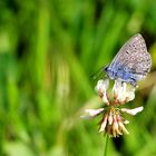 Polyommatus icarus (Hanhechel-Bläuling) in der Wiese