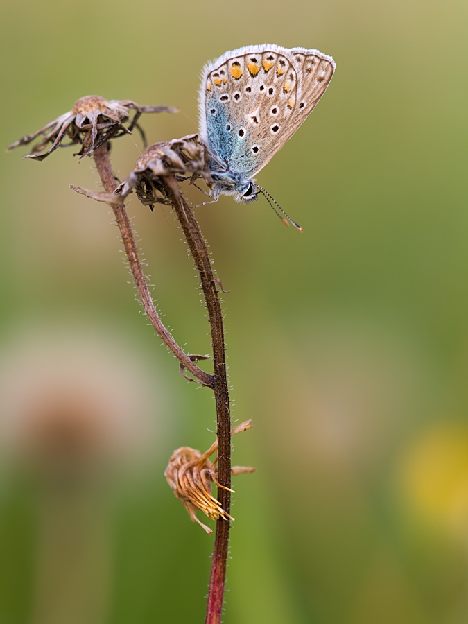 Polyommatus icarus - Hauchhechel-Bläuling