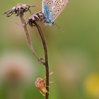 Polyommatus icarus - Hauchhechel-Bläuling