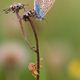 Polyommatus icarus - Hauchhechel-Bluling