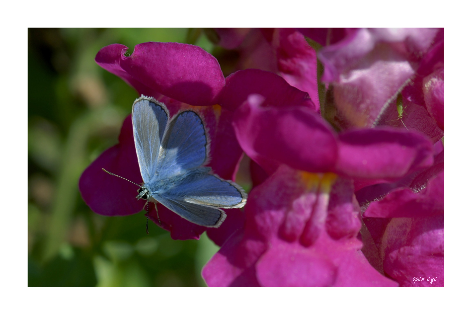 Polyommatus icarus - Hauhechel - Bläuling