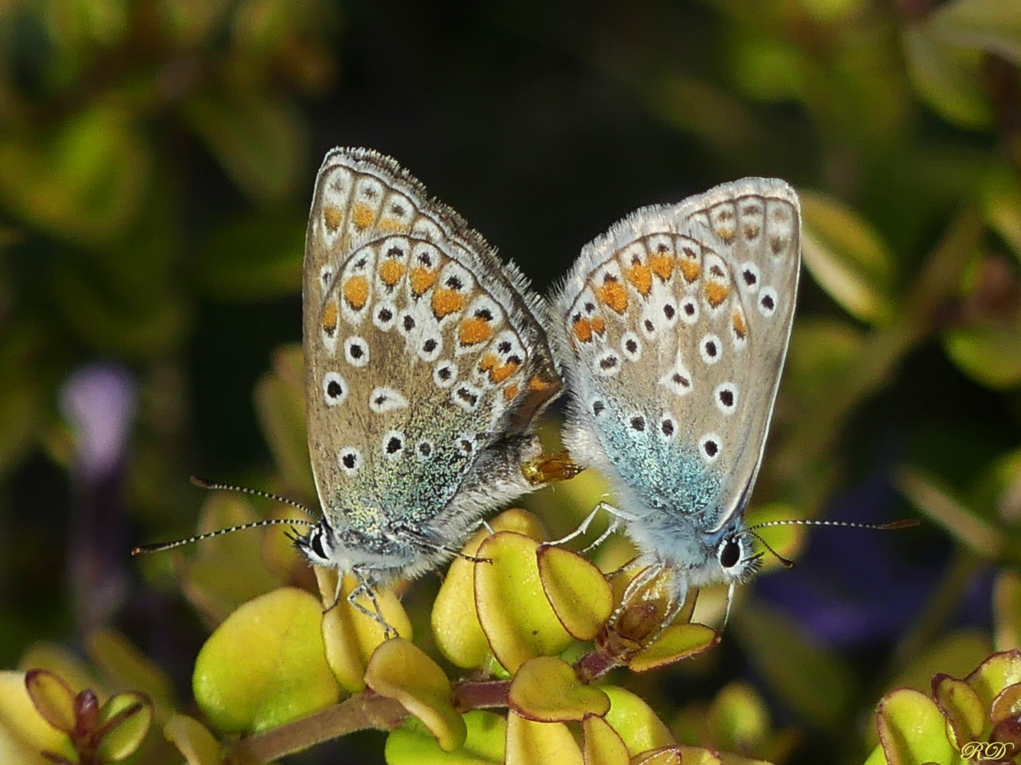 Polyommatus Icarus - Hauhechelbläuling - Vermehrung