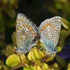 Polyommatus Icarus - Hauhechelbläuling - Vermehrung