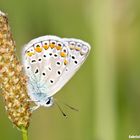 Polyommatus icarus - Icaro