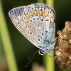 Polyommatus icarus - Icaro - maschio