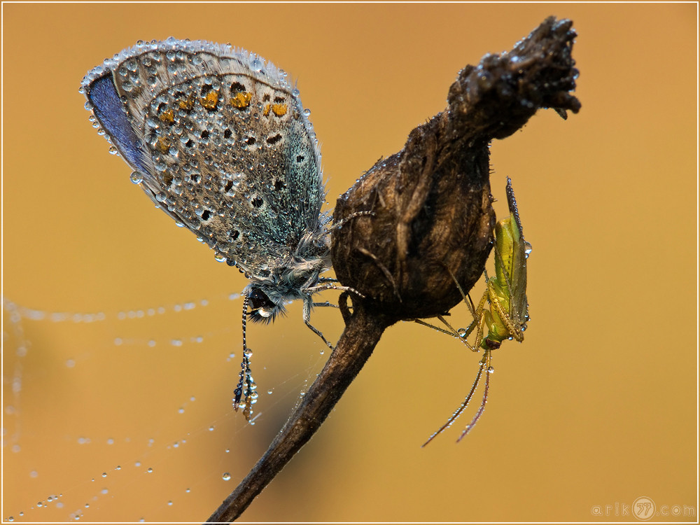 Polyommatus icarus & lygocoris pabulinus