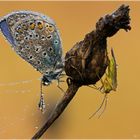 Polyommatus icarus & lygocoris pabulinus