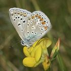 Polyommatus icarus male.