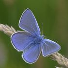 Polyommatus icarus male