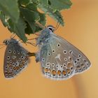 Polyommatus icarus, mating