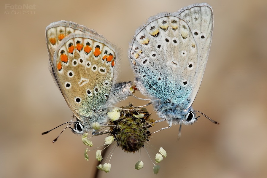 Polyommatus icarus - modracik obycajny