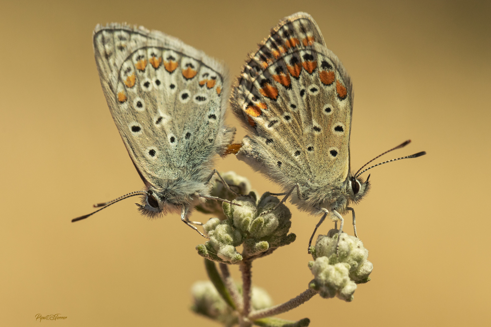 Polyommatus icarus o celina