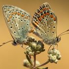 Polyommatus icarus o celina