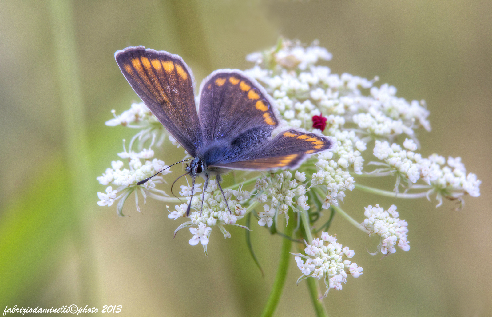 Polyommatus icarus (Rottemburg 1775) female