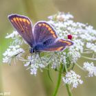 Polyommatus icarus (Rottemburg 1775) female