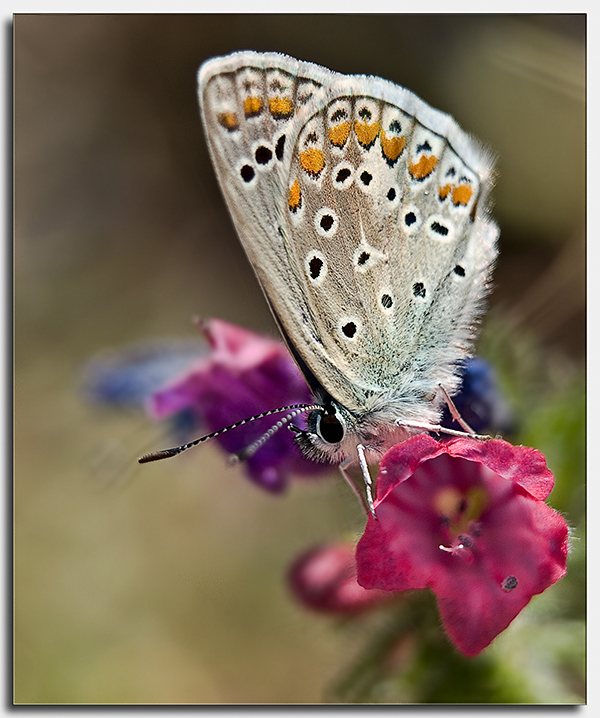 Polyommatus icarus sobre flor