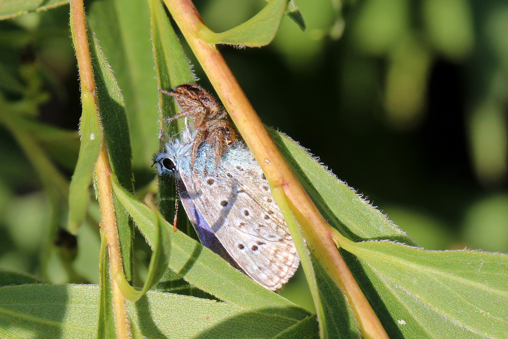 Polyommatus icarus vs. Evarcha arcuata