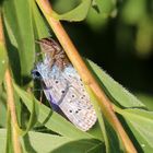 Polyommatus icarus vs. Evarcha arcuata