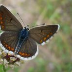 Polyommatus icarus (w)