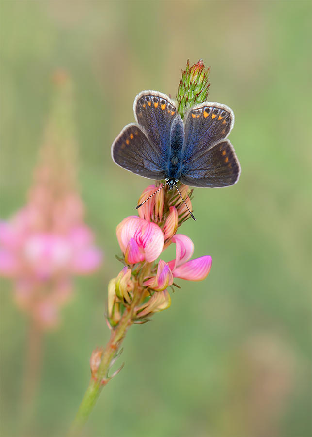 Polyommatus icarus - Weibchen / blaue Form