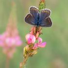 Polyommatus icarus - Weibchen / blaue Form