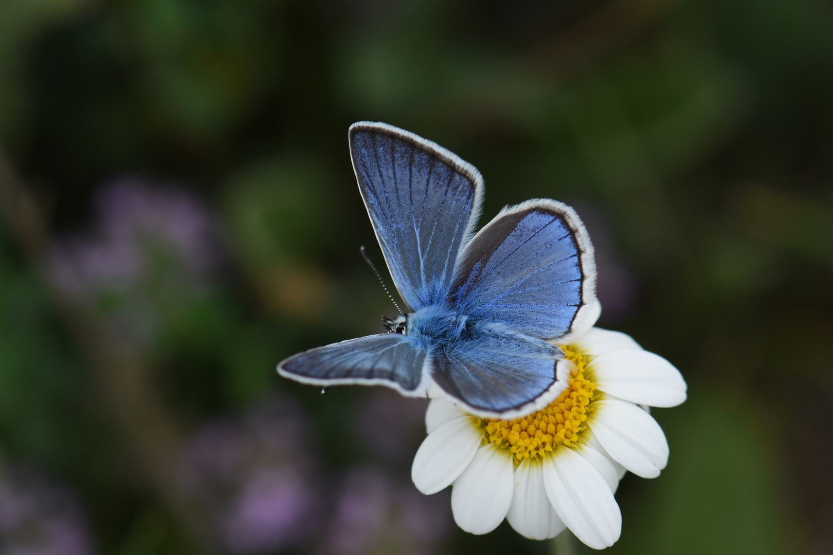 Polyommatus iphigenia