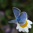 Polyommatus iphigenia