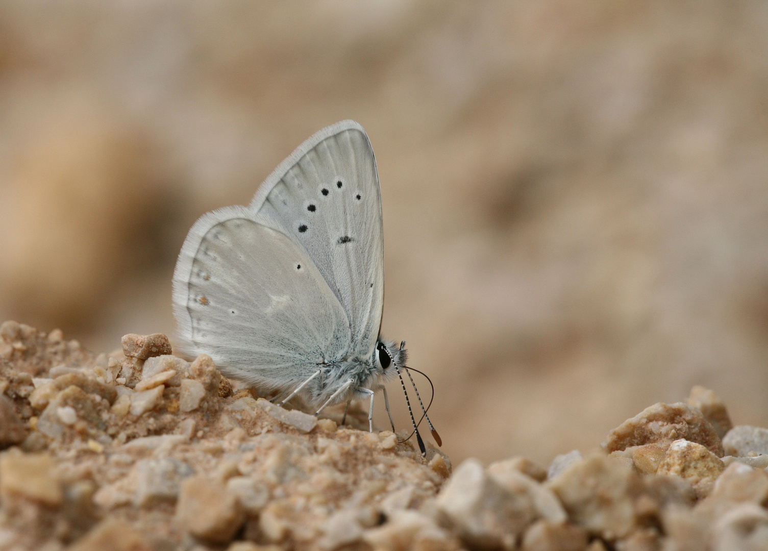 Polyommatus isaurica dorsumstellae