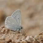 Polyommatus isaurica dorsumstellae