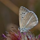 Polyommatus lycius